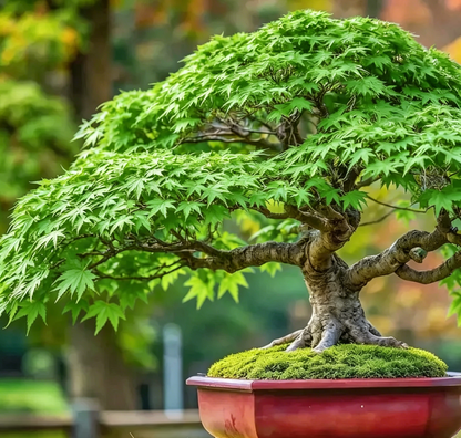 💙 Sapphire Maple Seeds 🌿 Grow Stunning Blue Foliage This Season