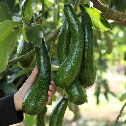 🍴 😍From Mini to Long-Neck🥑 Discover Extraordinary Avocados