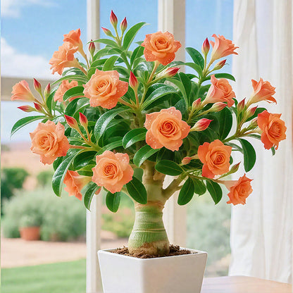 🏠💥Rare Desert Rose Bulbs🌵🌺Easy To Grow On Your Patio And Balcony At Home