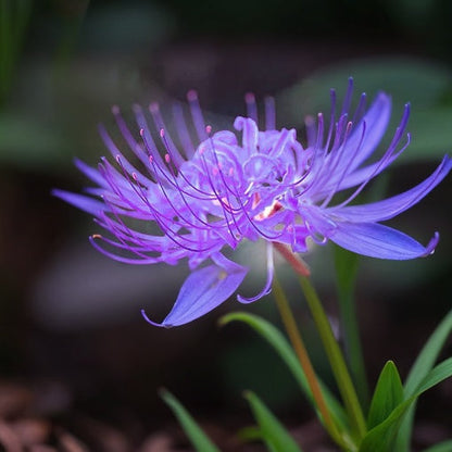 💙🌺Rare Spider Lily – A Mystical Touch of Nature’s Wonder