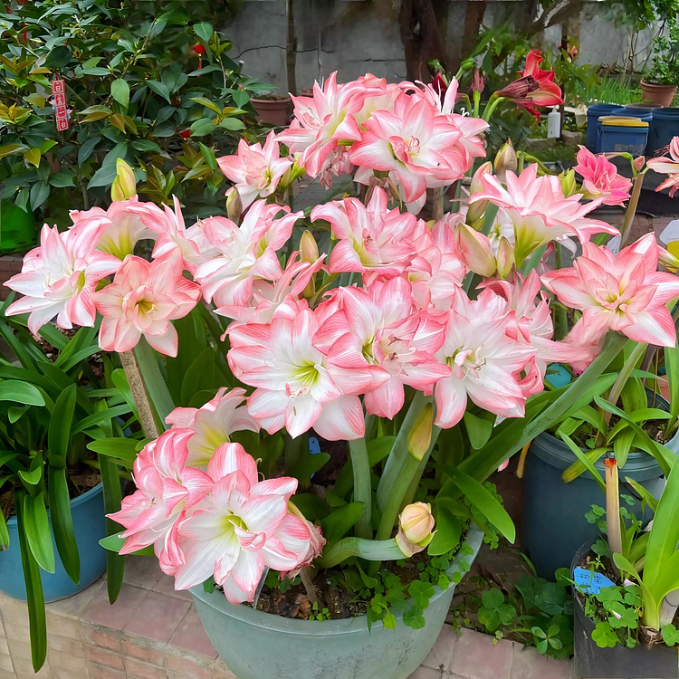 ꙳⋆🫧Giant Double-Flowered Amaryllis Bulbs – Spectacular Blooms This Season!🌼