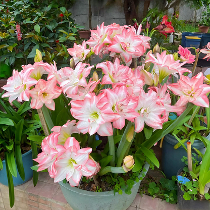 ꙳⋆🫧Giant Double-Flowered Amaryllis Bulbs – Spectacular Blooms This Season!🌼