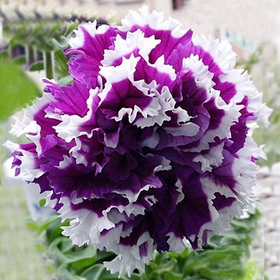 Double Pirouette Petunia Seeds (Red & Salmon) – Award-Winning Ruffled Bicolor Blooms for Hanging Baskets & Containers