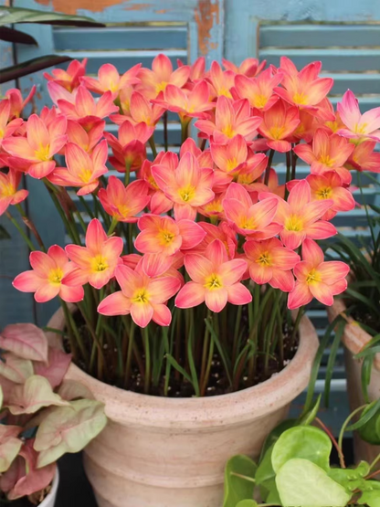 Premium Rain Lily Bulbs-Repeat-Blooming • Heat-Tolerant