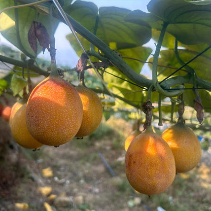 🍋🍋COLOMBIAN PASSION FRUIT SEEDS