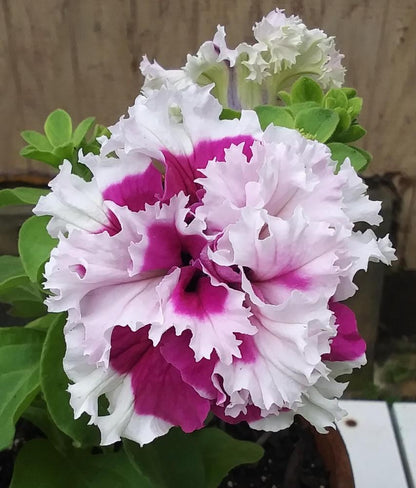 Double Pirouette Petunia Seeds (Red & Salmon) – Award-Winning Ruffled Bicolor Blooms for Hanging Baskets & Containers