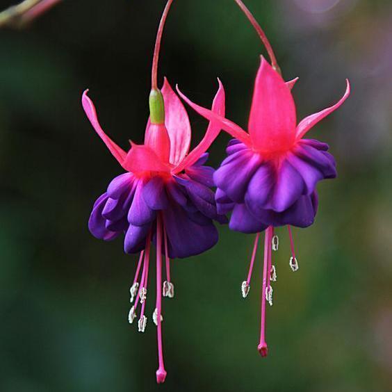 🧚🏼Fuchsia Flowers Seeds-Dancing Elf Bonsai