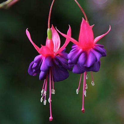 🧚🏼Fuchsia Flowers Seeds-Dancing Elf Bonsai