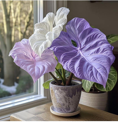 🌺Caladium Bulbs: The Easiest Way to Add Bold Color to Shady Spots