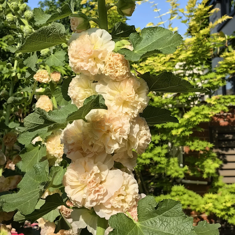 🌸 Hollyhock Seeds 🌱 Easy to Grow, Towering Blooms All Season