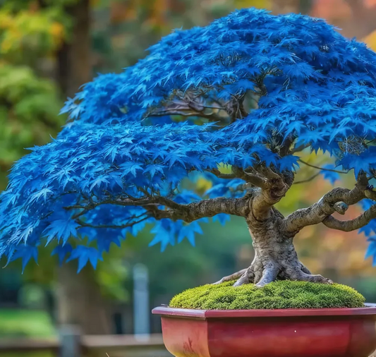💙 Sapphire Maple Seeds 🌿 Grow Stunning Blue Foliage This Season