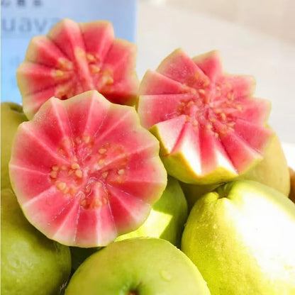 🍓 Plant Exotic Red Guava & Enjoy Fresh Fruit