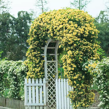 🏠💛 Yellow Banksia Rose 🌿 Create Stunning Flower Walls — Easy to Grow Anywhere 🌼