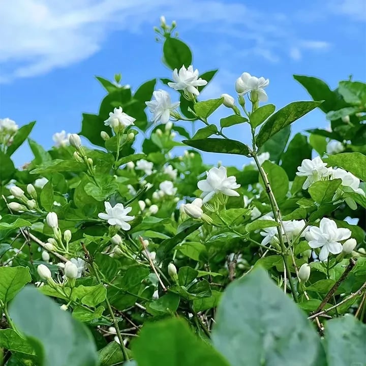 🏆 50K+ SOLD! 🌿❄️ FrostCharm Jasmine Seeds – Winter Planting, Perennial Blooms & Fragrant Garden Elegance 🌸