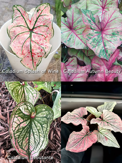 🌺Caladium Bulbs: The Easiest Way to Add Bold Color to Shady Spots