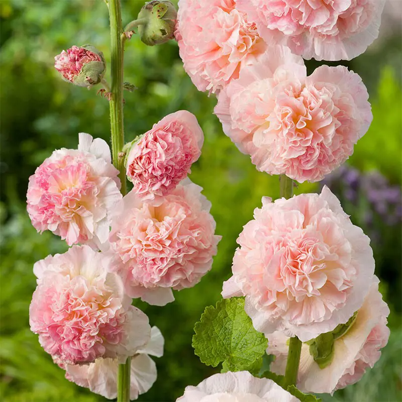 ⏰Don’t Miss Out🔥 Giant Double-Petaled Hollyhock 🌸 Large Flowers