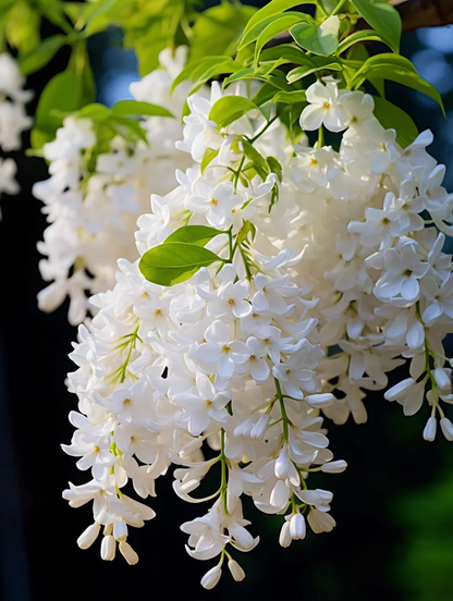 🌸 Lilac Blubs-Add everlasting fragrance and beauty to your garden 🌸