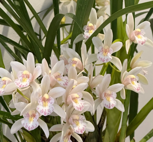 👑 The Queen of Orchids — Long-Lasting Cymbidium Bulbs