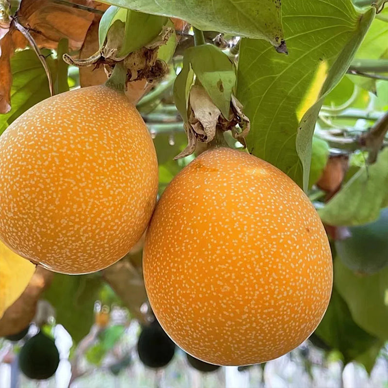 🍋🍋COLOMBIAN PASSION FRUIT SEEDS