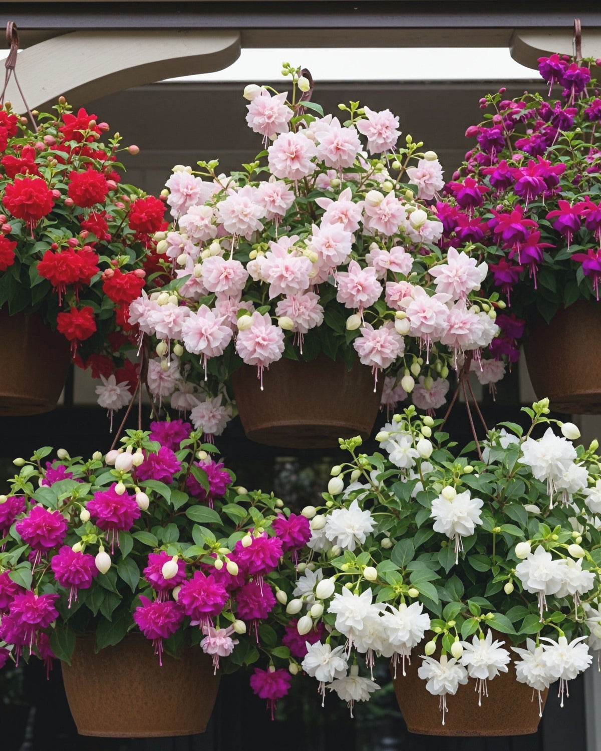 🌱Fuchsia Hybrida Voss bulbs –🌺Exotic Colorful Flowers That Thrive Easily！