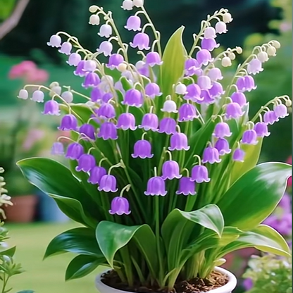 💐 Lily of the Valley – Bring Home Pure Happiness Today