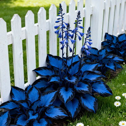 🪴Midnight Blue Hosta Bulbs  Deep Blue Foliage, Easy to Grow
