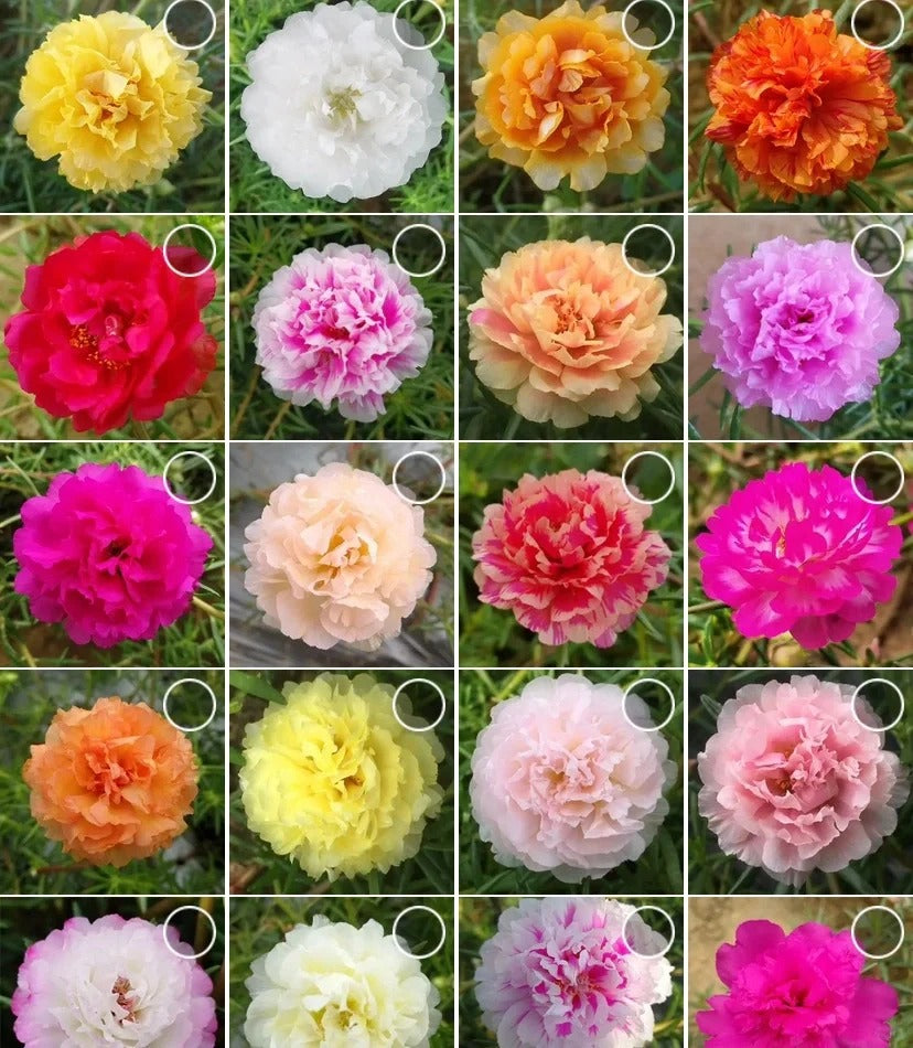 🌸 Portulaca, Moss Rose Double Mixed Colors Seeds