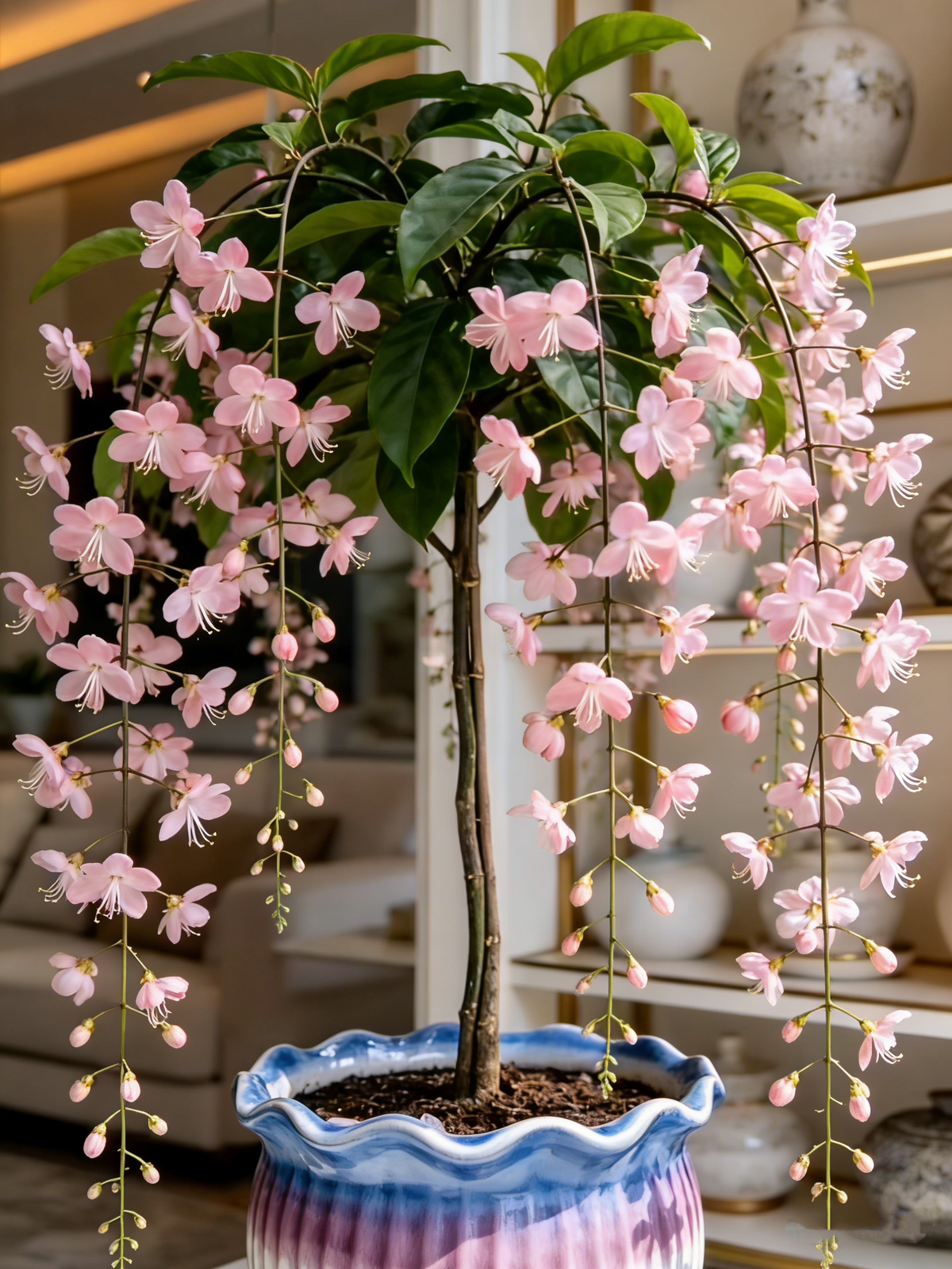 🏅2026 Best Seller💐Rare Weeping Jasmine Flowers Bulbs