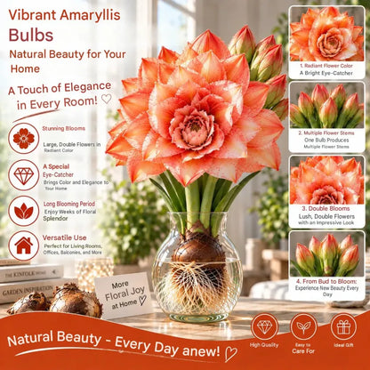🤗🌺 Hydroponic Amaryllis Bulbs – Easy to Grow in Water or Soil, Giant Double Blooms🌱💙