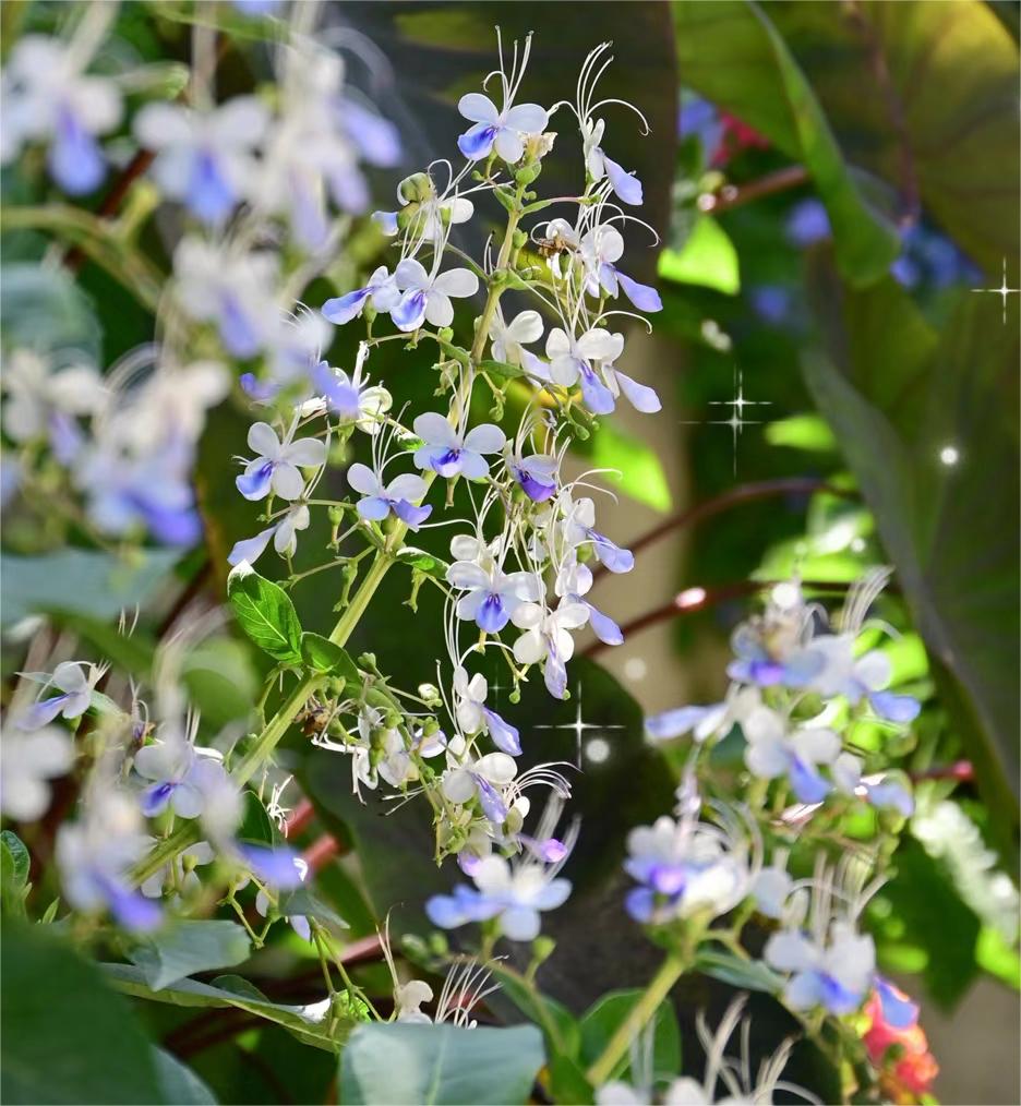 💙🦋Magical blue butterfly flowers that turn your garden into a dream