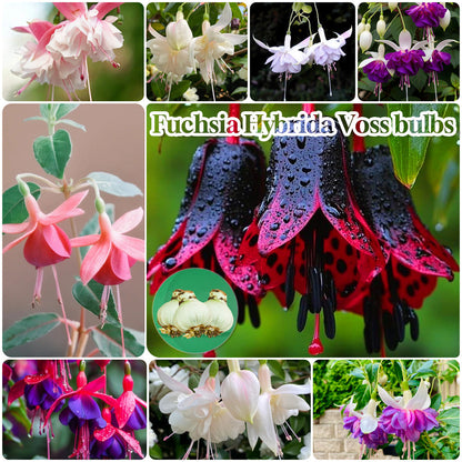 🌱Fuchsia Hybrida Voss bulbs –🌺Exotic Colorful Flowers That Thrive Easily！