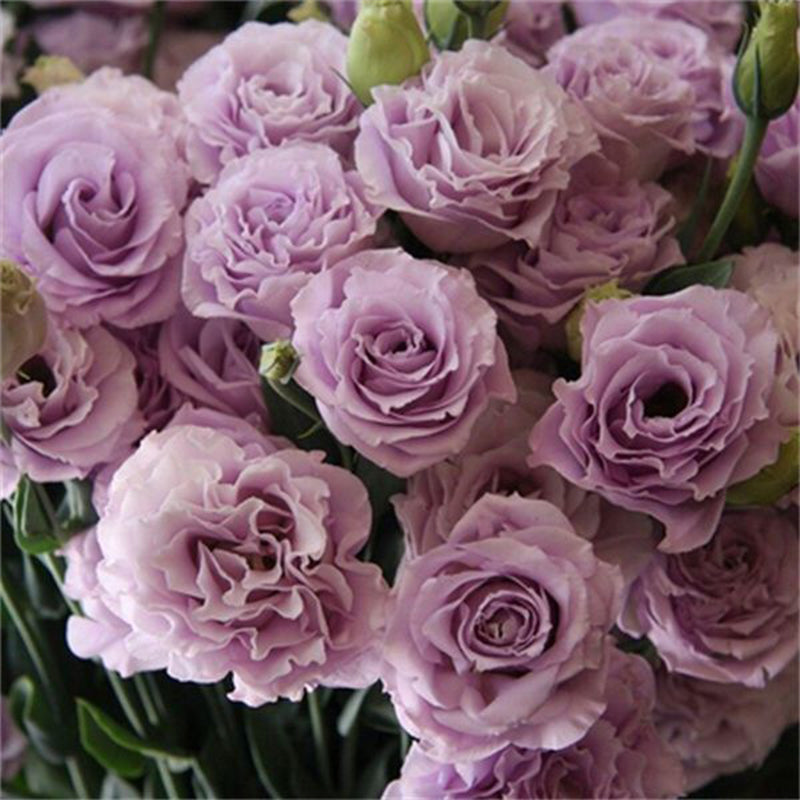 Eustoma / Lisianthus Grandiflorum Seeds - Thornless Rose-60% OFF