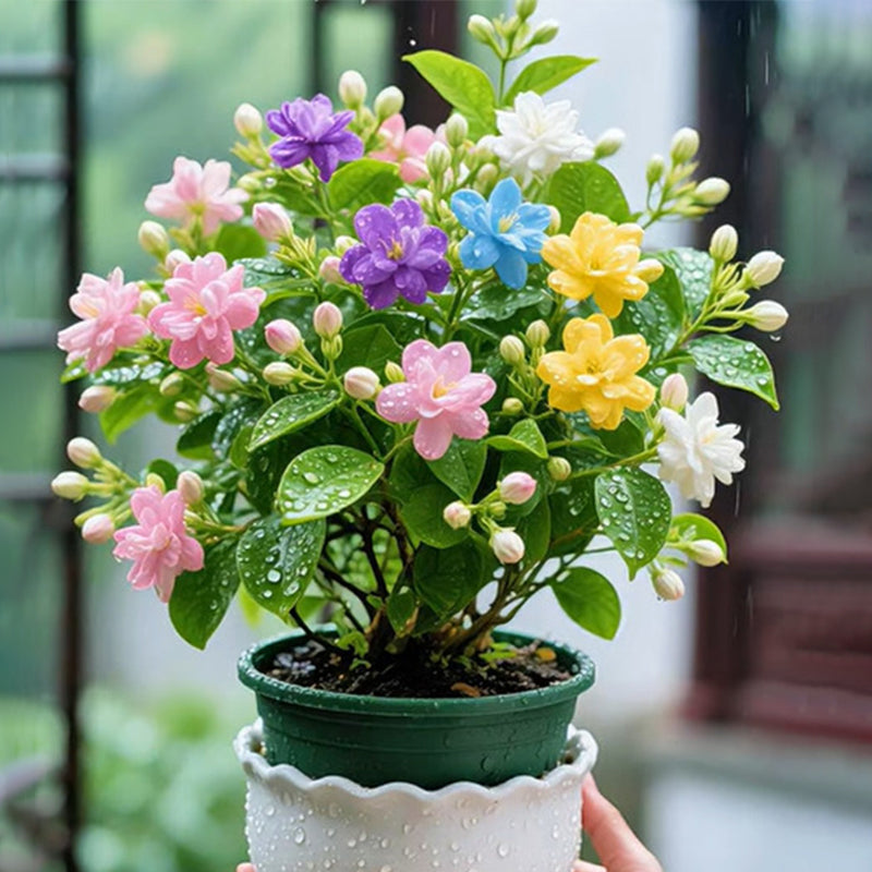 𐙚🎐Transform shaded areas with double fuchsia plants featuring rich color and flowing, elegant blooms🪄