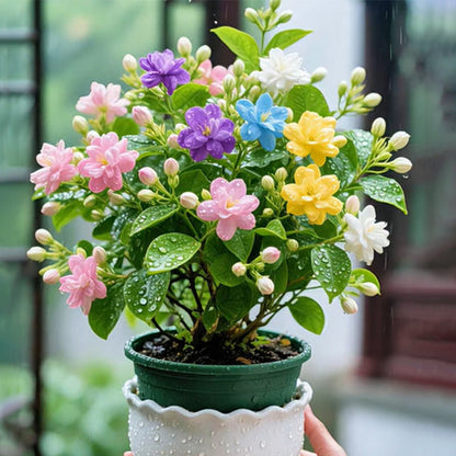 𐙚🎐Transform shaded areas with double fuchsia plants featuring rich color and flowing, elegant blooms🪄
