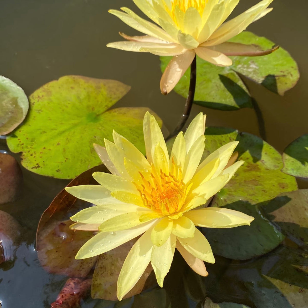 ✨🪷 Water Lilies: Transform Your Water Garden into a Living Masterpiece
