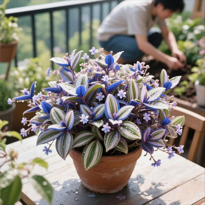 📢 New Arrival Alert! Rare Lan Jin Orchid – While Supplies Last