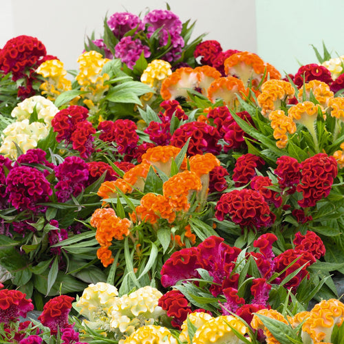 💮🌱Cockscomb Celosia Seeds