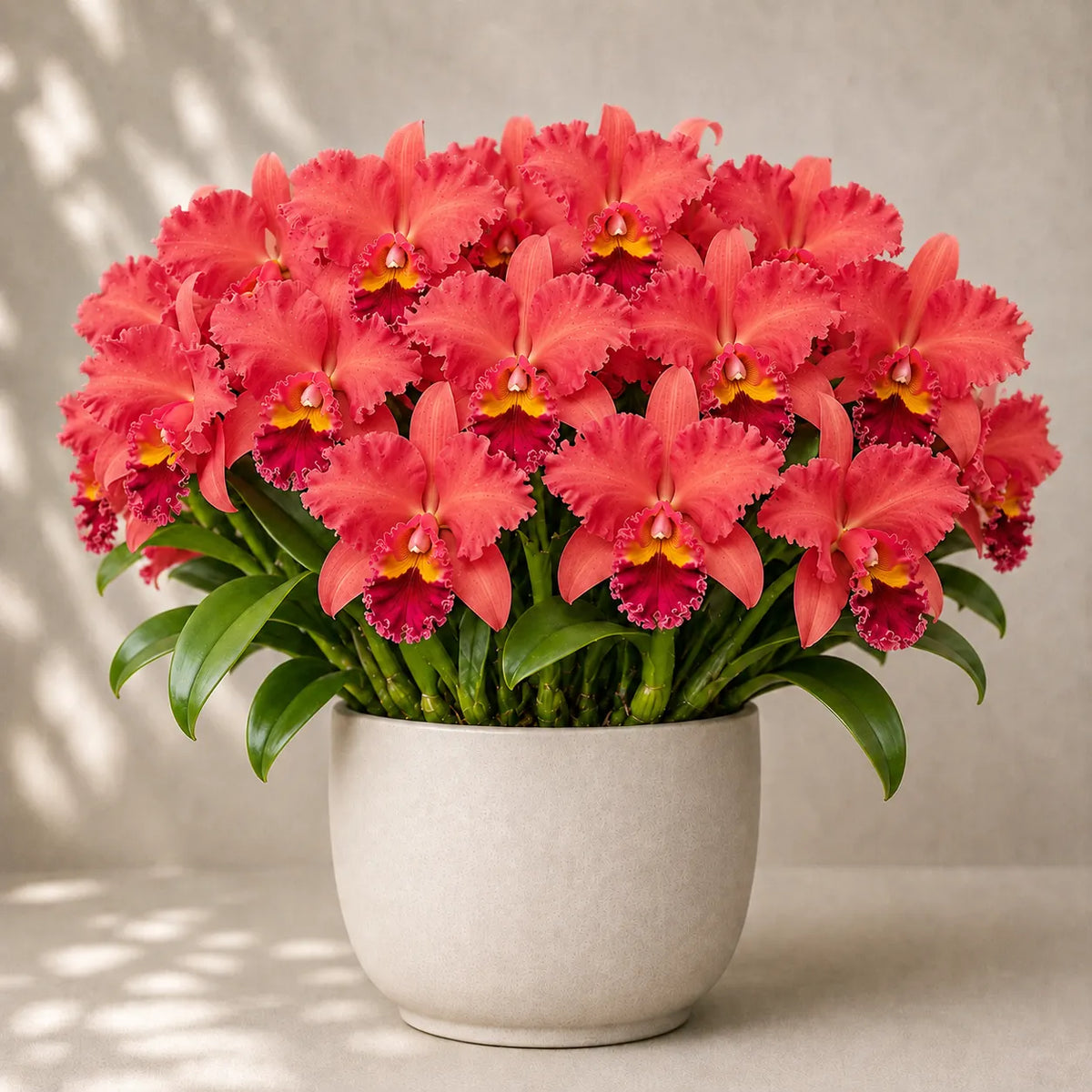 💐 Cattleya Divisions — Queen of Orchids 🪴 Fragrant Large‑Bloom Orchid