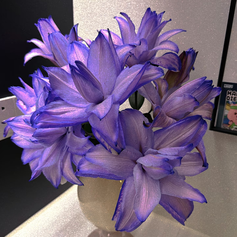 🌸Unique Lily Seeds Mix | A Collector’s Choice for Garden Lovers