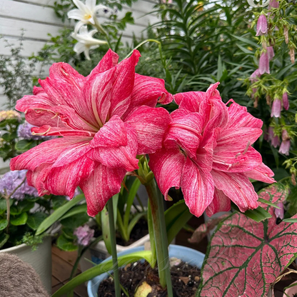 ꙳⋆🫧Giant Double-Flowered Amaryllis Bulbs – Spectacular Blooms This Season!🌼