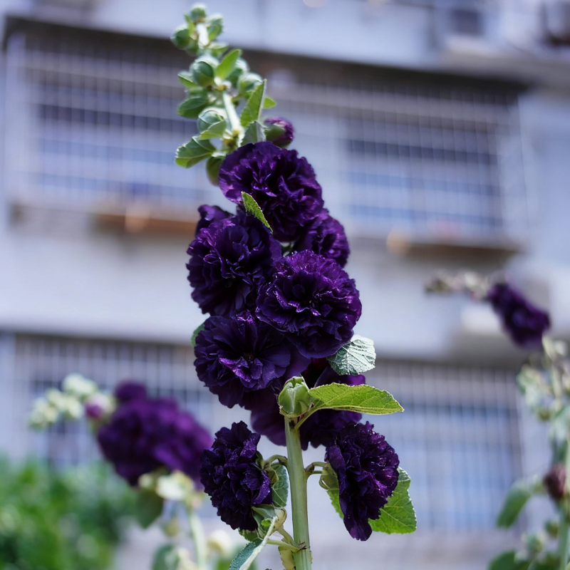 🌸 Hollyhock Seeds 🌱 Easy to Grow, Towering Blooms All Season