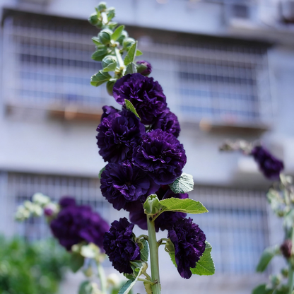 🌸 Hollyhock Seeds 🌱 Easy to Grow, Towering Blooms All Season