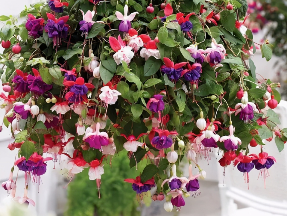 🧚🏼Fuchsia Flowers Seeds-Dancing Elf Bonsai