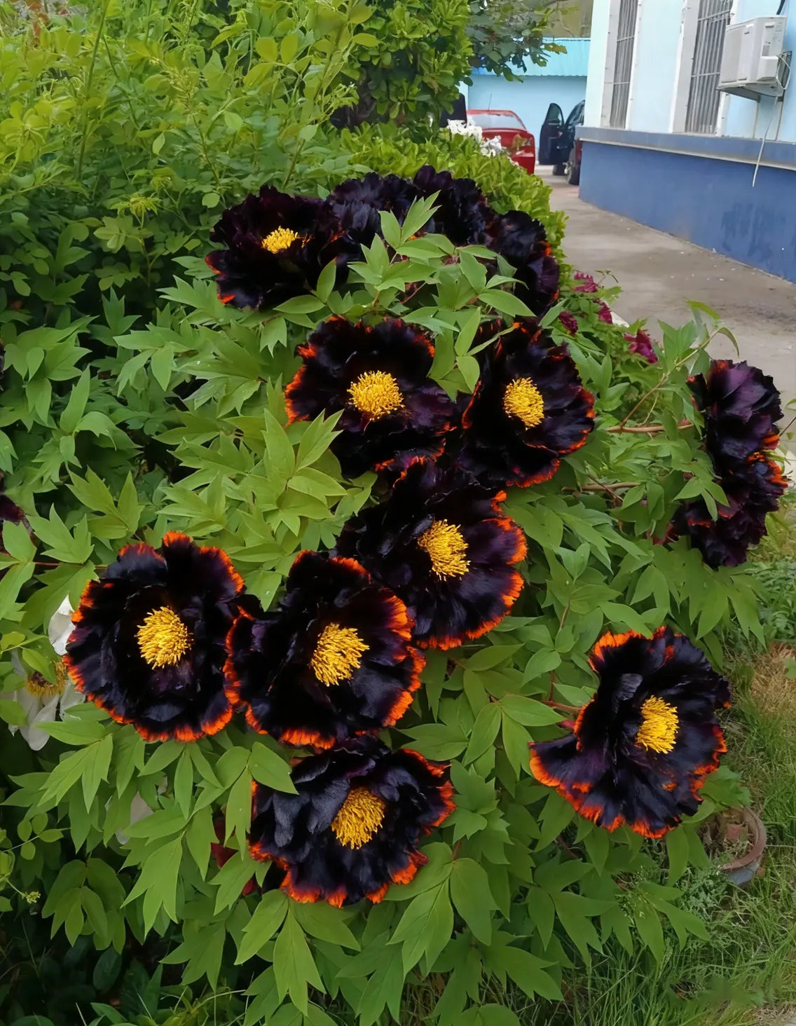 🌌 Rare Midnight Flame Peony Seeds