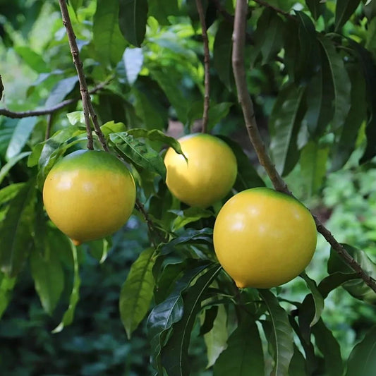 🔥50% Discount 🥭🥭Golden Fruit Seeds - Abiu Fruit