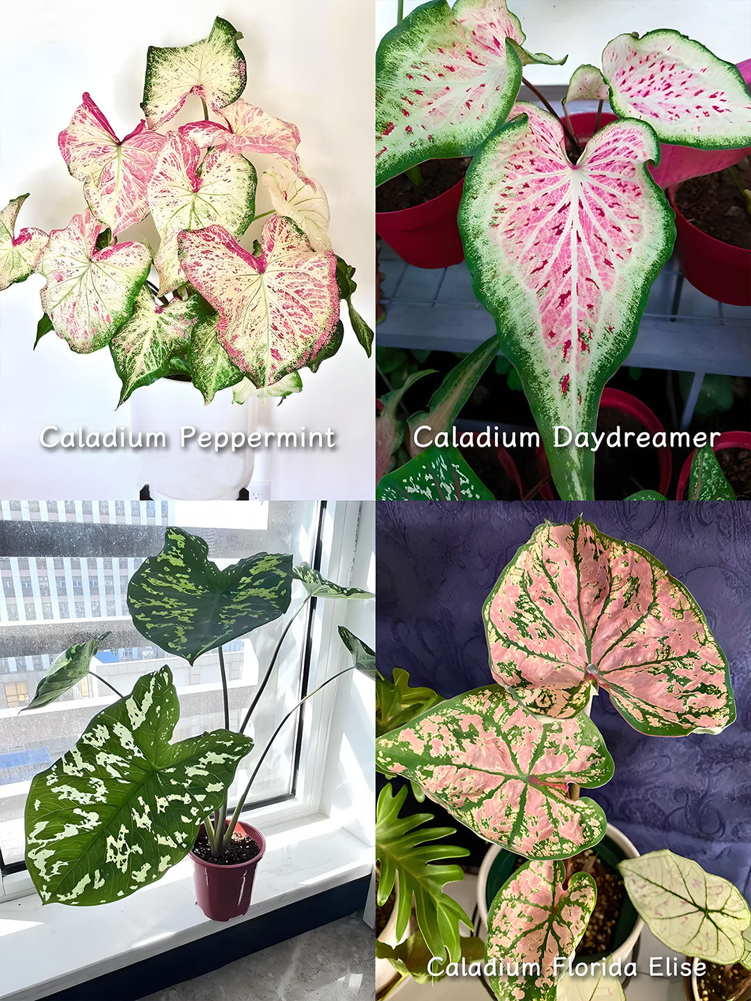 🌺Caladium Bulbs: The Easiest Way to Add Bold Color to Shady Spots