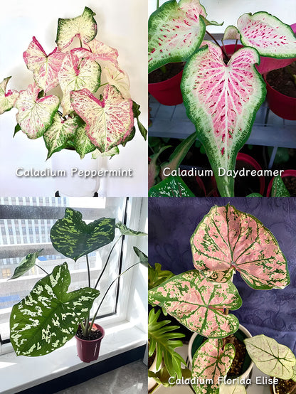 🌺Caladium Bulbs: The Easiest Way to Add Bold Color to Shady Spots
