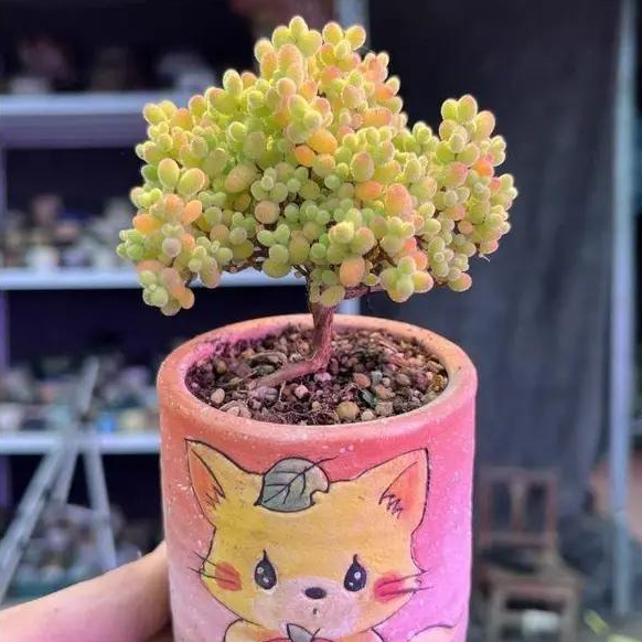🌱🍬Sweet Citrus Succulent Seeds | Unique Candy-Like Mini Plants🌸