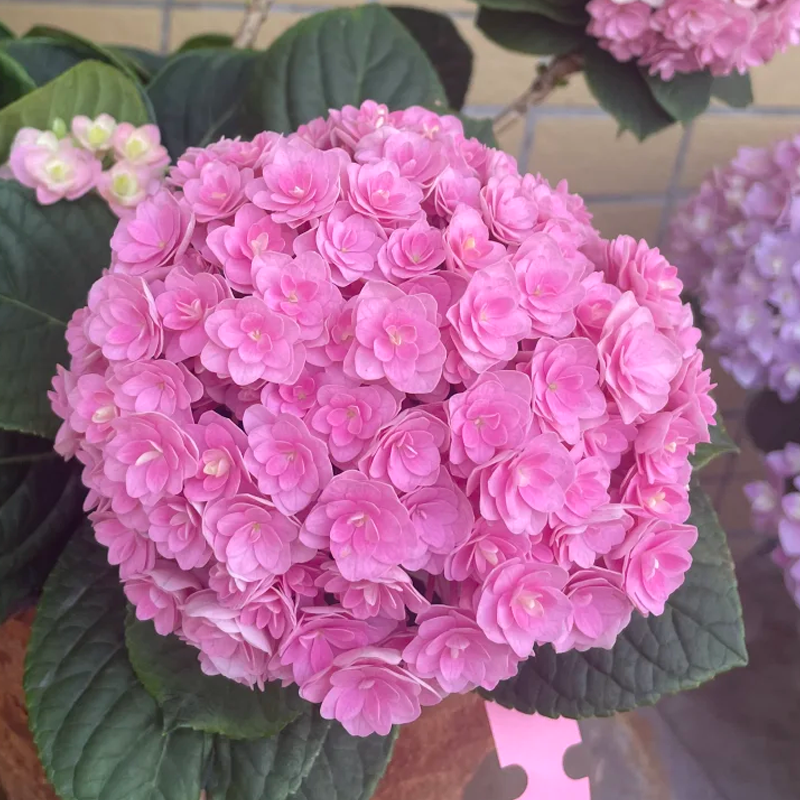 💙 Rare Blue Hydrangea Seeds