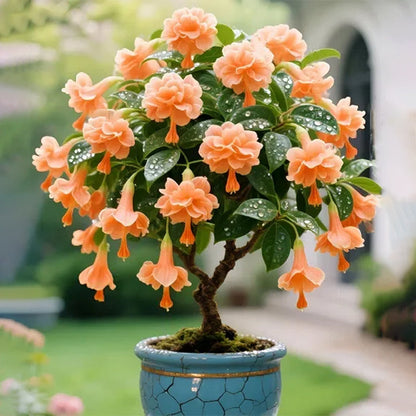 𐙚🎐Transform shaded areas with double fuchsia plants featuring rich color and flowing, elegant blooms🪄